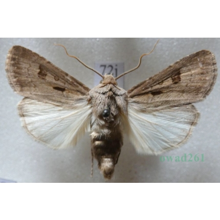 Agrotis exclamationis (Linnaeus, 1758) Rolnica czopówka Czech72j
